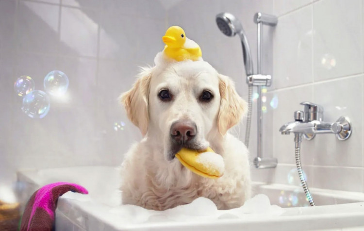 Dctr.Go Шампунь-бальзам для животных Sнampoo Therapy "Мультиуход" 1000 ml в Тюмени